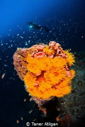 Beautiful Corals on the Wreck by Taner Atilgan 